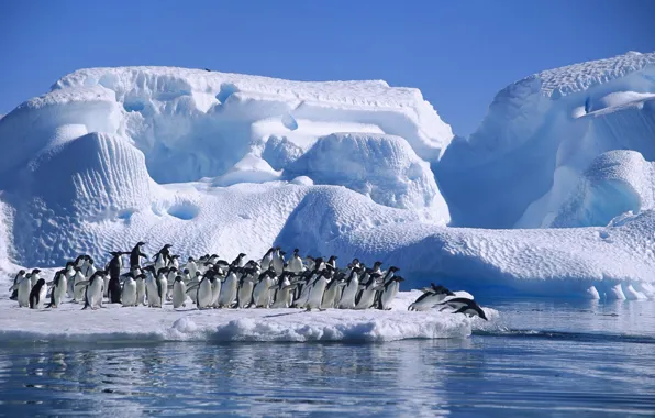 Картинка ice, sea, Antarctica, Adelie Penguin