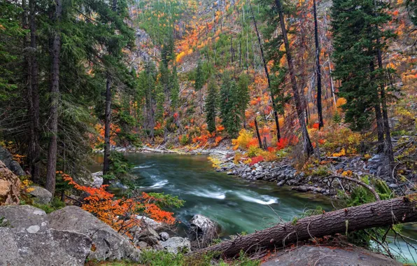 Картинка осень, лес, деревья, река, камни, склон
