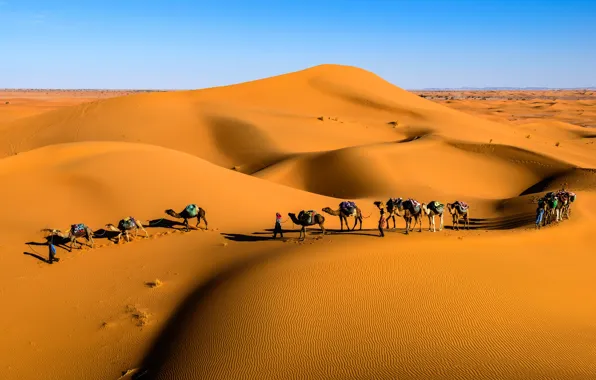 Пустыня, горизонт, desert, верблюды, караван, horizon, Saudi Arabia, camels