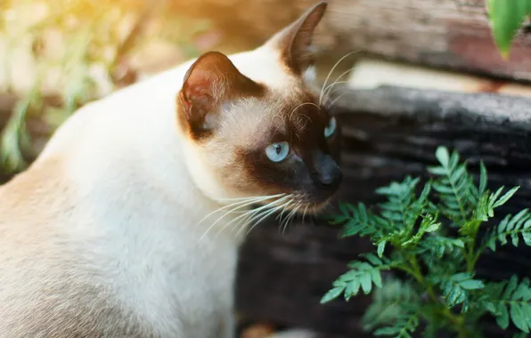 Кошка, кот, взгляд, листья, свет, поза, доски, растение
