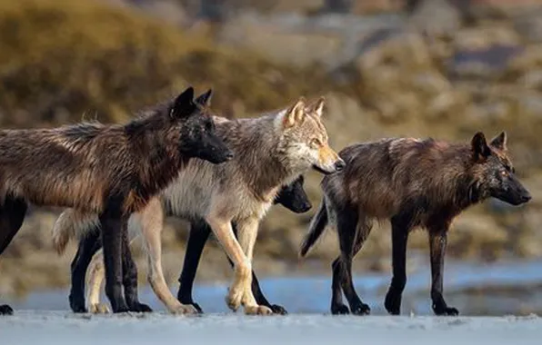 Картинка nature, snow, predator, face, animal, wolf, wildlife, portrait