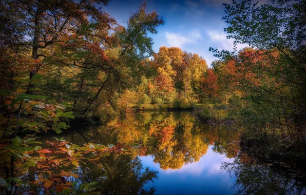 Лес, природа, река, озера, реки