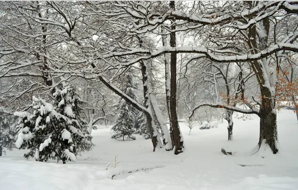 Зима, Деревья, Снег, Парк, Мороз, Frost, Park, Snow
