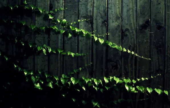 Листья, стена, доски, растение, тень
