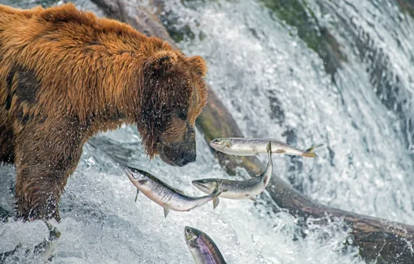 Картинка рыбы, река, рыбалка, медведь, Аляска, гризли, лосось