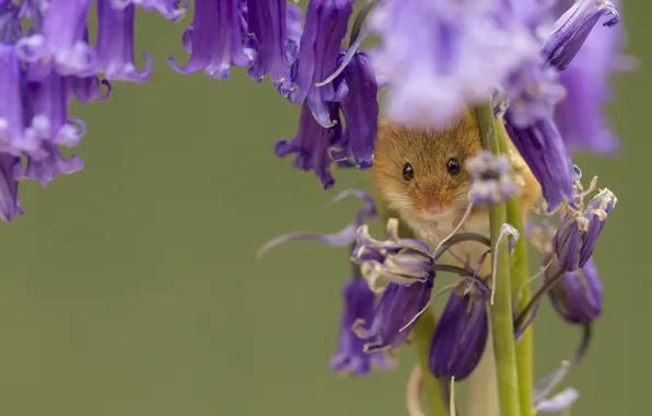 Макро, цветы, мышка, колокольчики, Harvest Mouse, Мышь-малютка