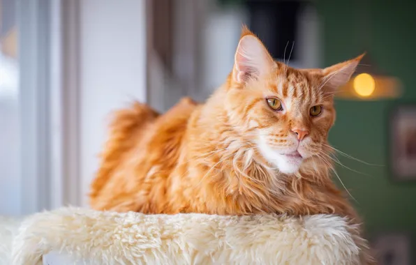 Кошка, кот, взгляд, морда, комната, окно, рыжий, лежит