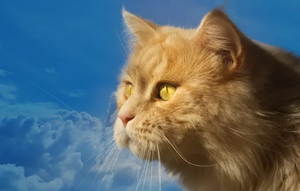 Картинка небо, кот, взгляд, голубое, портрет, мордочка, профиль, рыжий кот