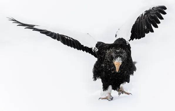 Snow, predator, eagle, look