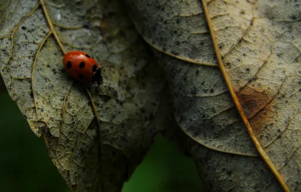Leaf, insect, ladybird