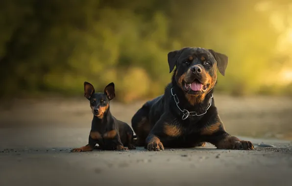 Картинка собаки, Ротвейлер, пара, боке, две собаки, Карликовый пинчер