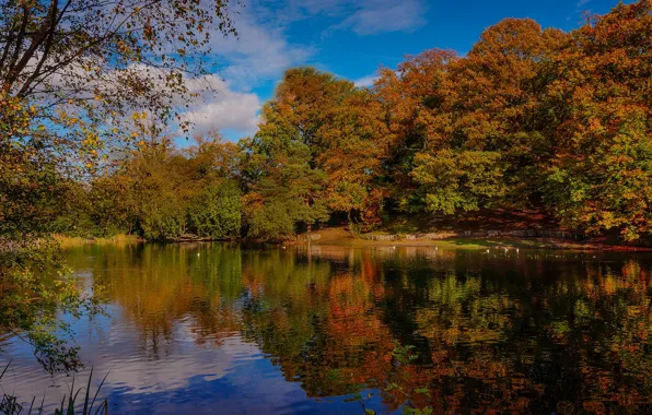 Картинка осень, деревья, озеро, пруд, отражение, Англия, Кент, England