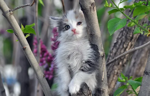 Кошка, природа, дерево