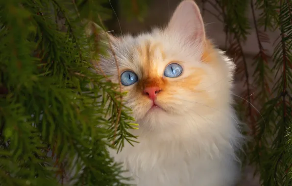 Картинка кошка, иголки, ветки, портрет, мордочка, котёнок, голубые глаза, котейка