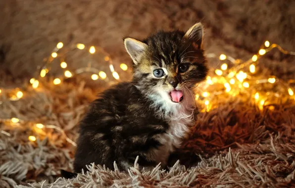 Язык, кошка, взгляд, огни, поза, котенок, Новый год, мех