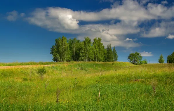 Поле, небо, трава, облака, синева, березы