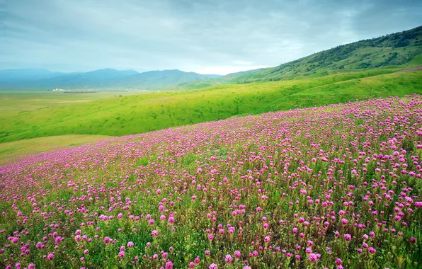Поле, лето, цветы, луг, клевер