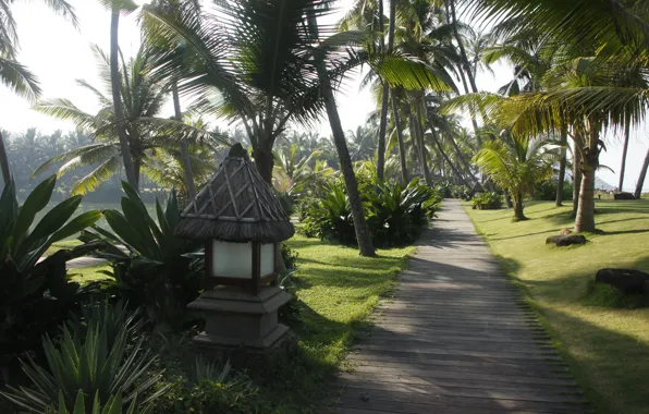 Картинка Индия, пальмы, отдых, фон, природа, прогулка, обои, отель