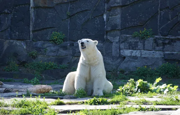 Картинка predator, polar bear, Wallpaper White