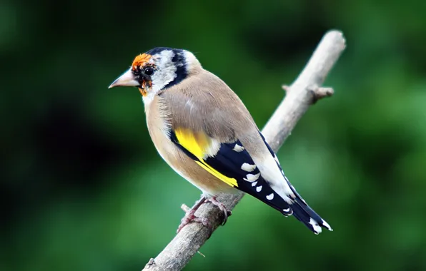 Animals, birds, goldfinch