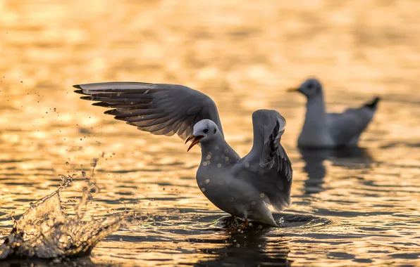 Картинка water, seagull, ANGRY BIRD