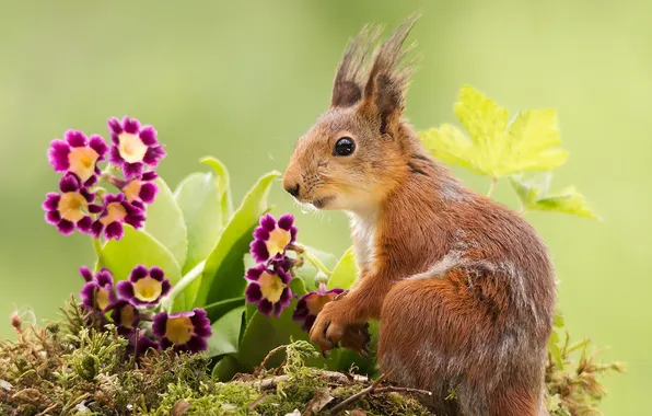 Цветы, природа, белка