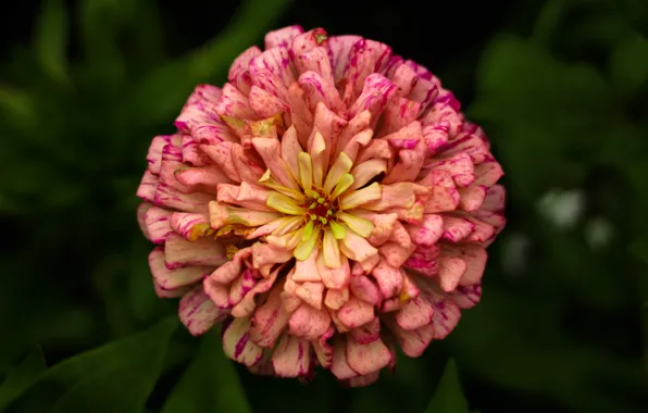 Макро, цветы, flowers, epic