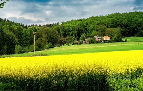 Зелень, поле, лес, цветы, дом, столб, весна, желтые