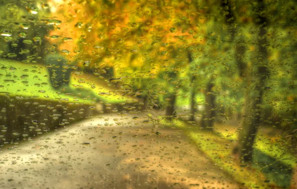 Картинка осень, лес, листья, капли, деревья, природа, парк, дождь