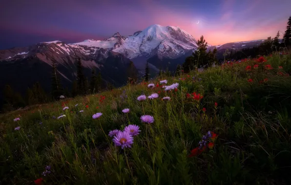 Картинка Sky, Landscape, Sun, Rainier, Mount, Wildflowers