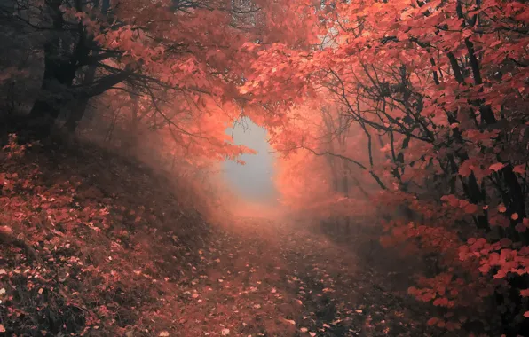 Картинка осень, лес, деревья, туман, Природа, forest, листопад, роща