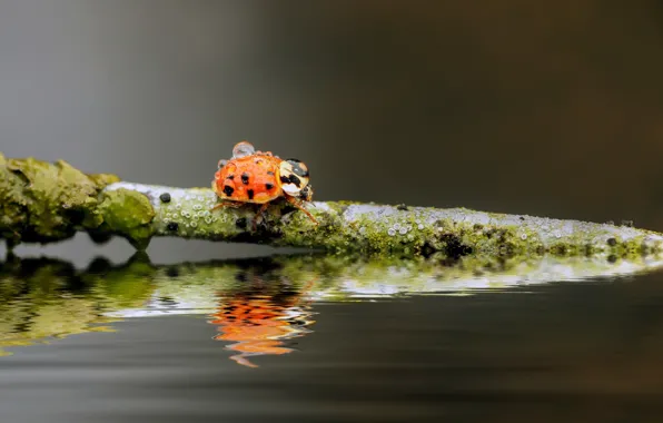 Вода, капли, фон, божья коровка, ветка