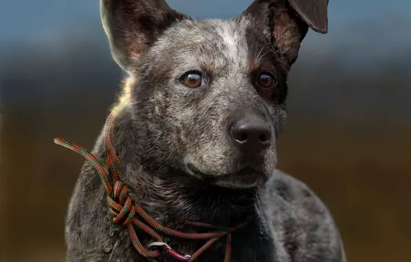 Картинка Dog, Ubisoft, Game, Far Cry 5