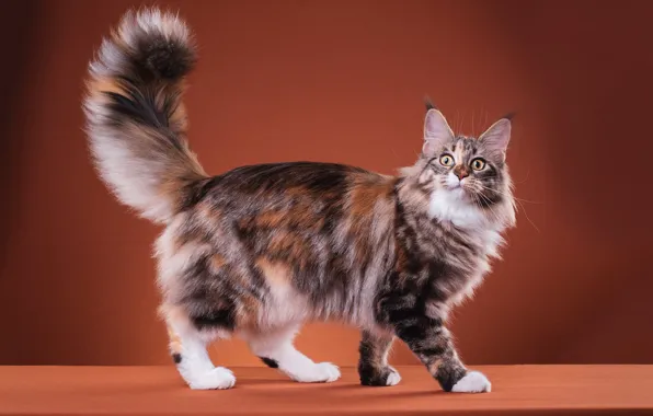 Кошка, кот, взгляд, поза, милая, мордочка, хвост, окрас