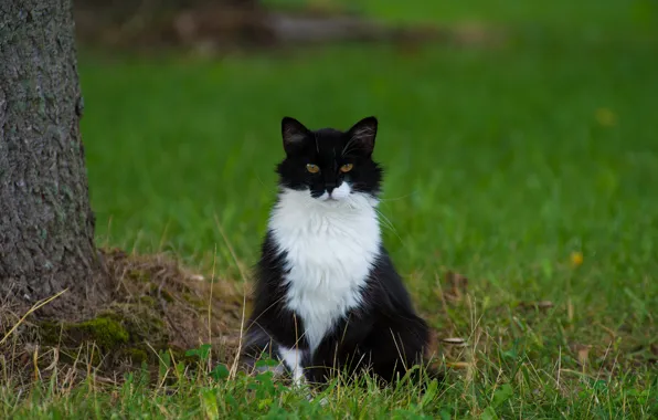 Картинка кошка, трава, кот, кошак