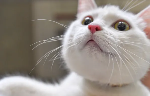 Картинка кошка, кот, усы, мордочка, белая