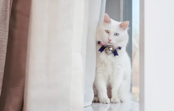 Картинка кошка, белый, кот, взгляд, фон, светлый, пушистый, окно
