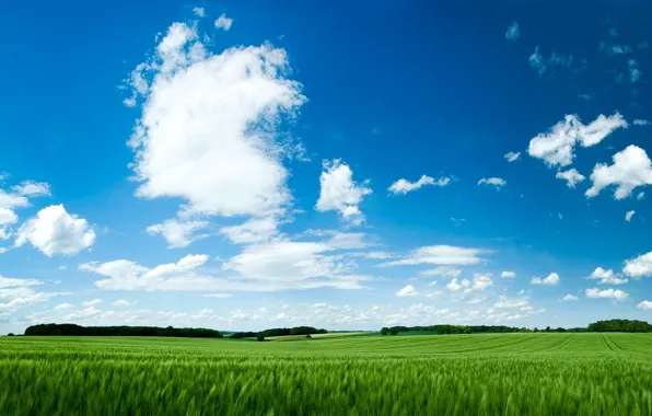 Поле, небо, трава, зелёный, green field