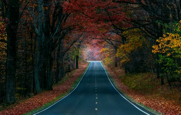 Дорога, осень, лес, деревья, природа, краски