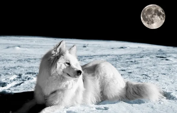 Картинка взгляд, друг, луна, собака