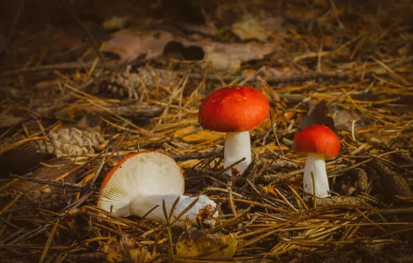 Картинка осень, природа, грибы
