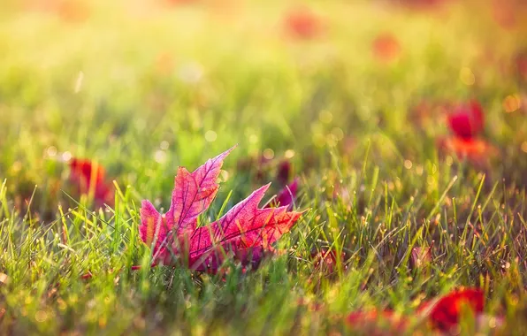 Картинка осень, трава, листья, макро, природа, лист, бордовый