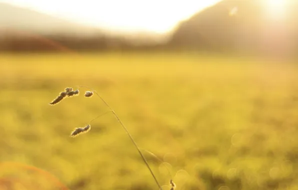 Трава, свет, природа