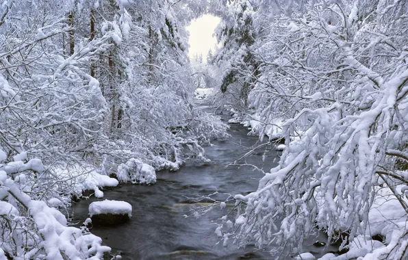Зима, лес, снег, деревья, река, Швеция, Sweden, Dalarna