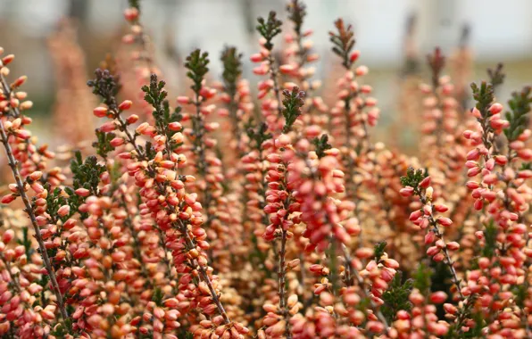 Flower, garden, blooming
