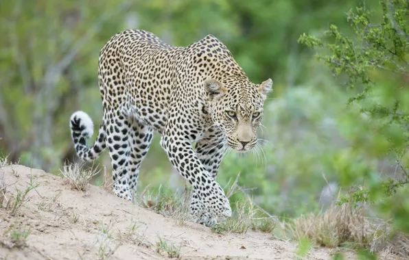 Хищник, леопард, Африка, дикая кошка