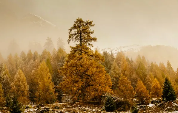 Осень, деревья, лиственницы