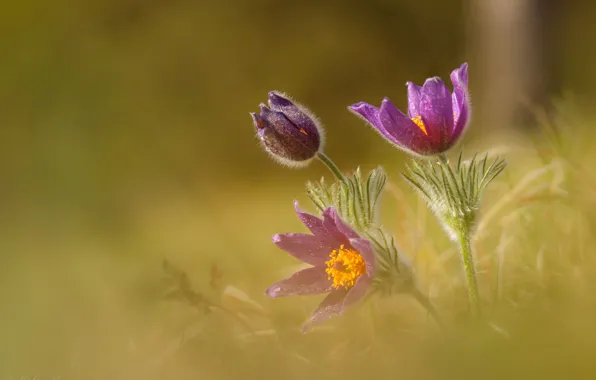 Цветы, природа, весна