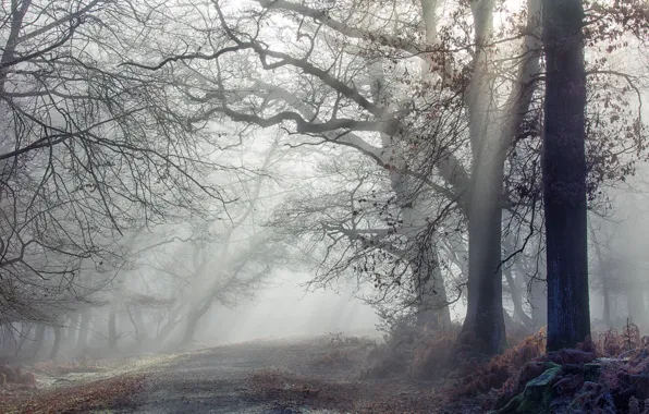 Картинка дорога, лес, туман, утро