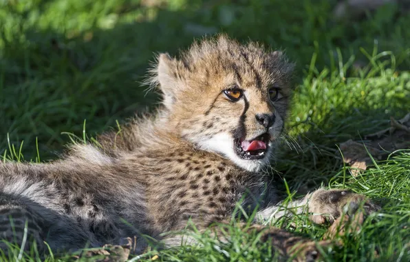 Картинка язык, кошка, трава, отдых, гепард, детёныш, котёнок, ©Tambako The Jaguar